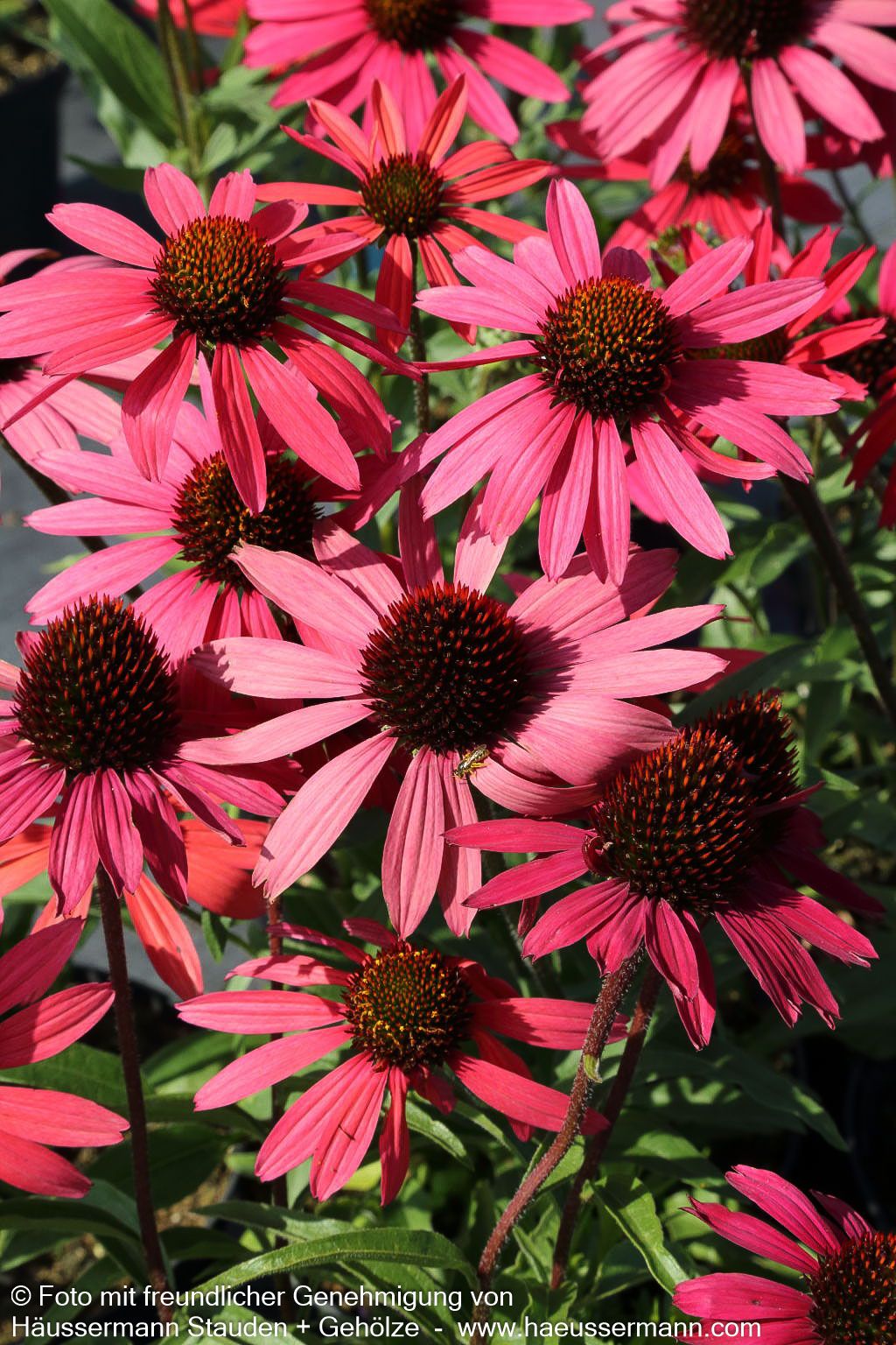 Scheinsonnenhut 'Glowing Dream' (Echinacea purpurea)
