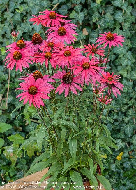 Scheinsonnenhut 'Glowing Dream' (Echinacea purpurea)