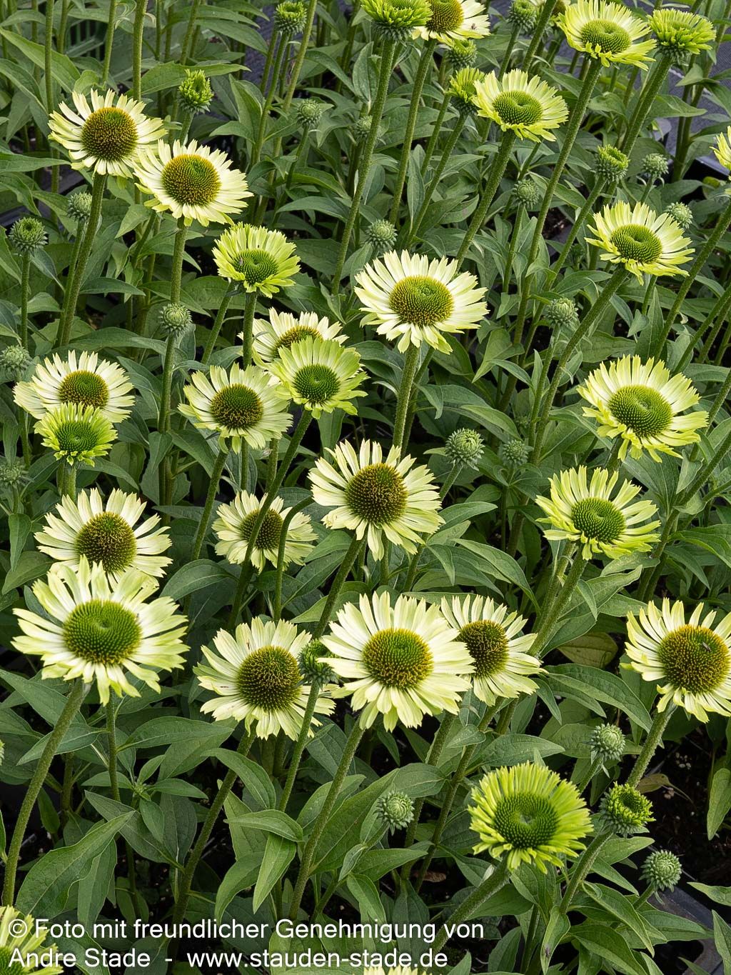 Scheinsonnenhut 'Green Jewel' (Echinacea purpurea)