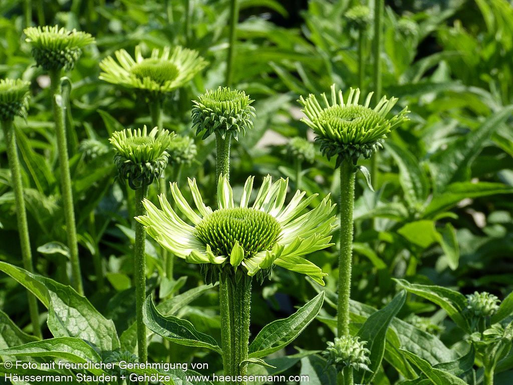 Scheinsonnenhut 'Green Jewel' (Echinacea purpurea)