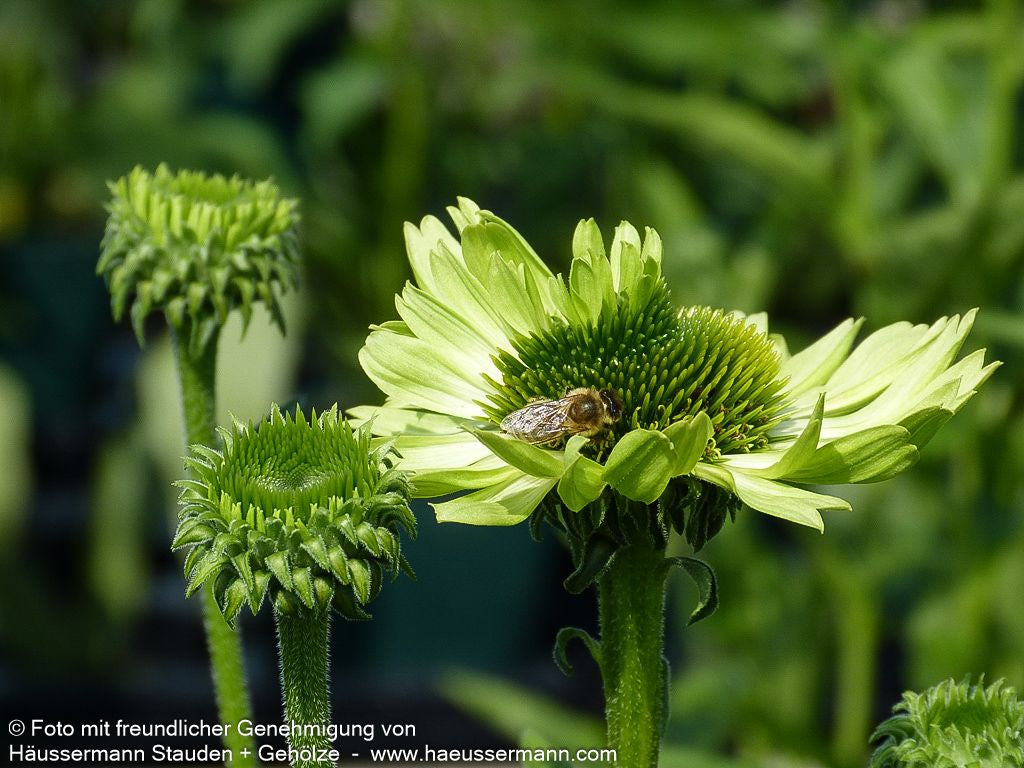 Scheinsonnenhut 'Green Jewel' (Echinacea purpurea)