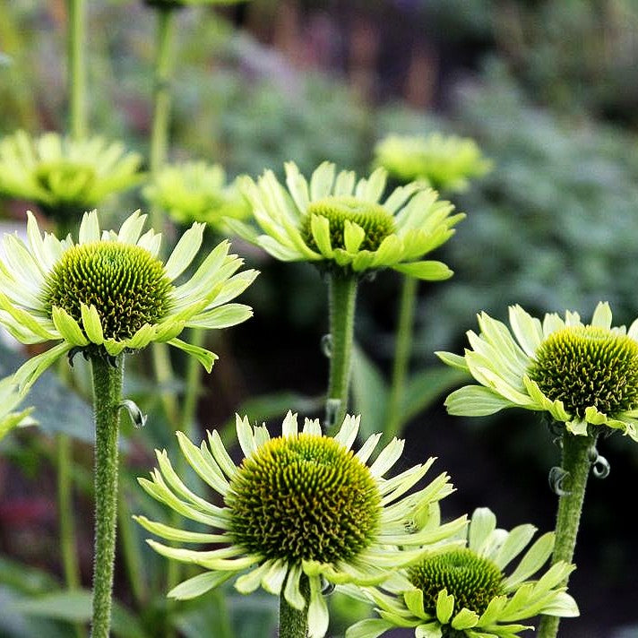 Scheinsonnenhut 'Green Jewel' (Echinacea purpurea)