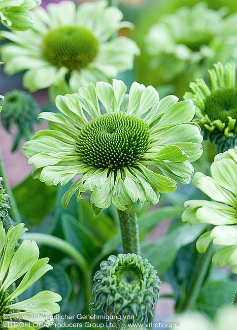 Scheinsonnenhut 'Green Jewel' (Echinacea purpurea)