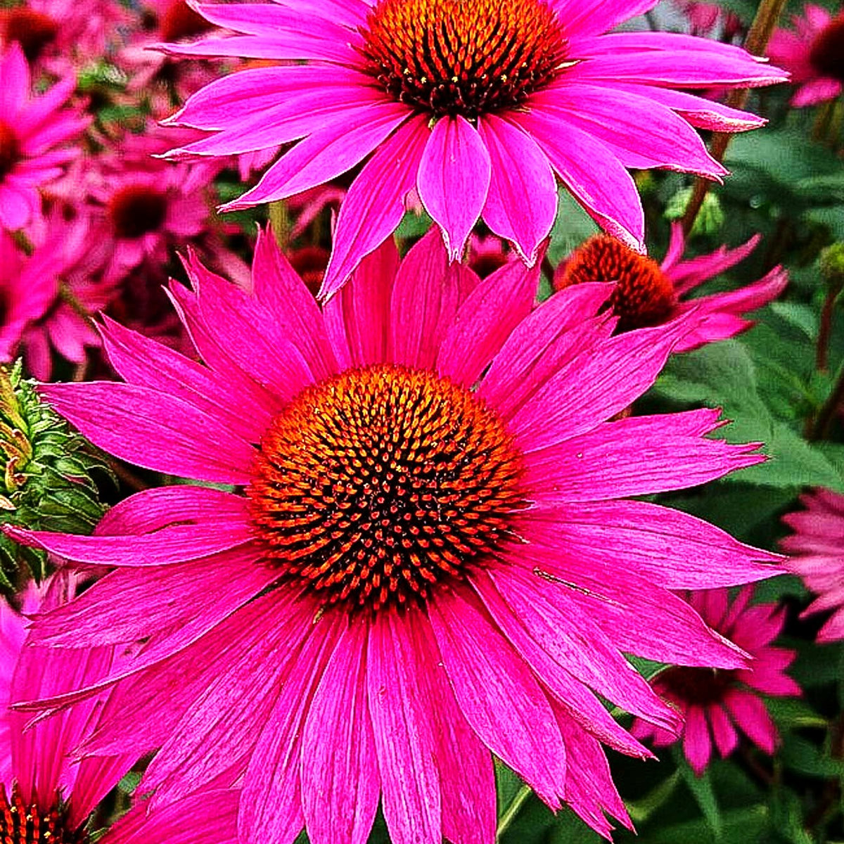 Scheinsonnenhut 'JS ROHO' (Echinacea purpurea)