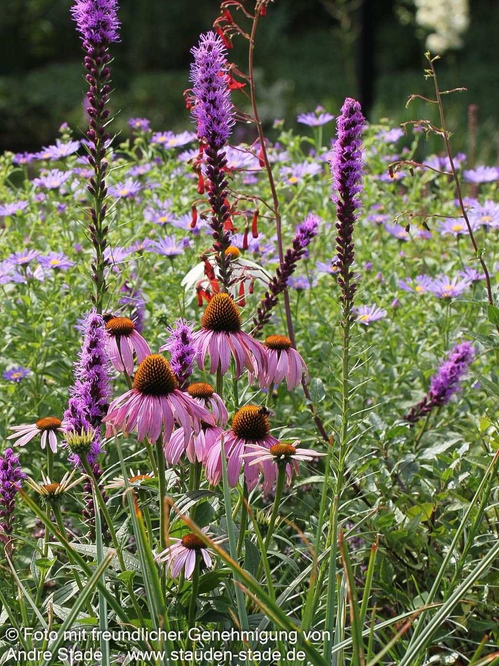 Scheinsonnenhut 'Magnus' (Echinacea purpurea)