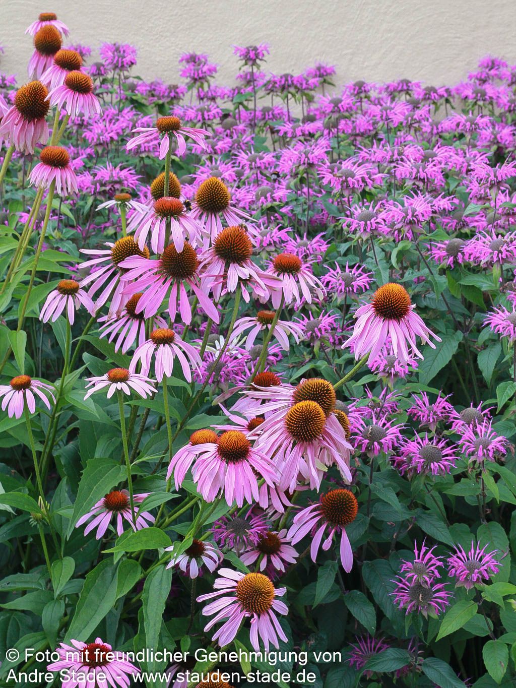 Scheinsonnenhut 'Magnus' (Echinacea purpurea)