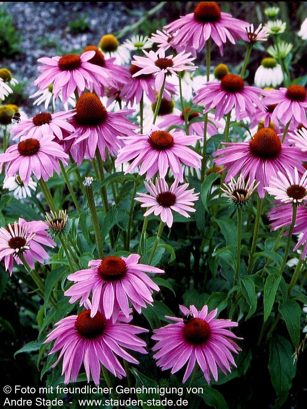 Scheinsonnenhut 'Magnus' (Echinacea purpurea)