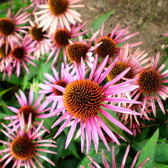 Scheinsonnenhut 'Pica Bella' (Echinacea purpurea JS)