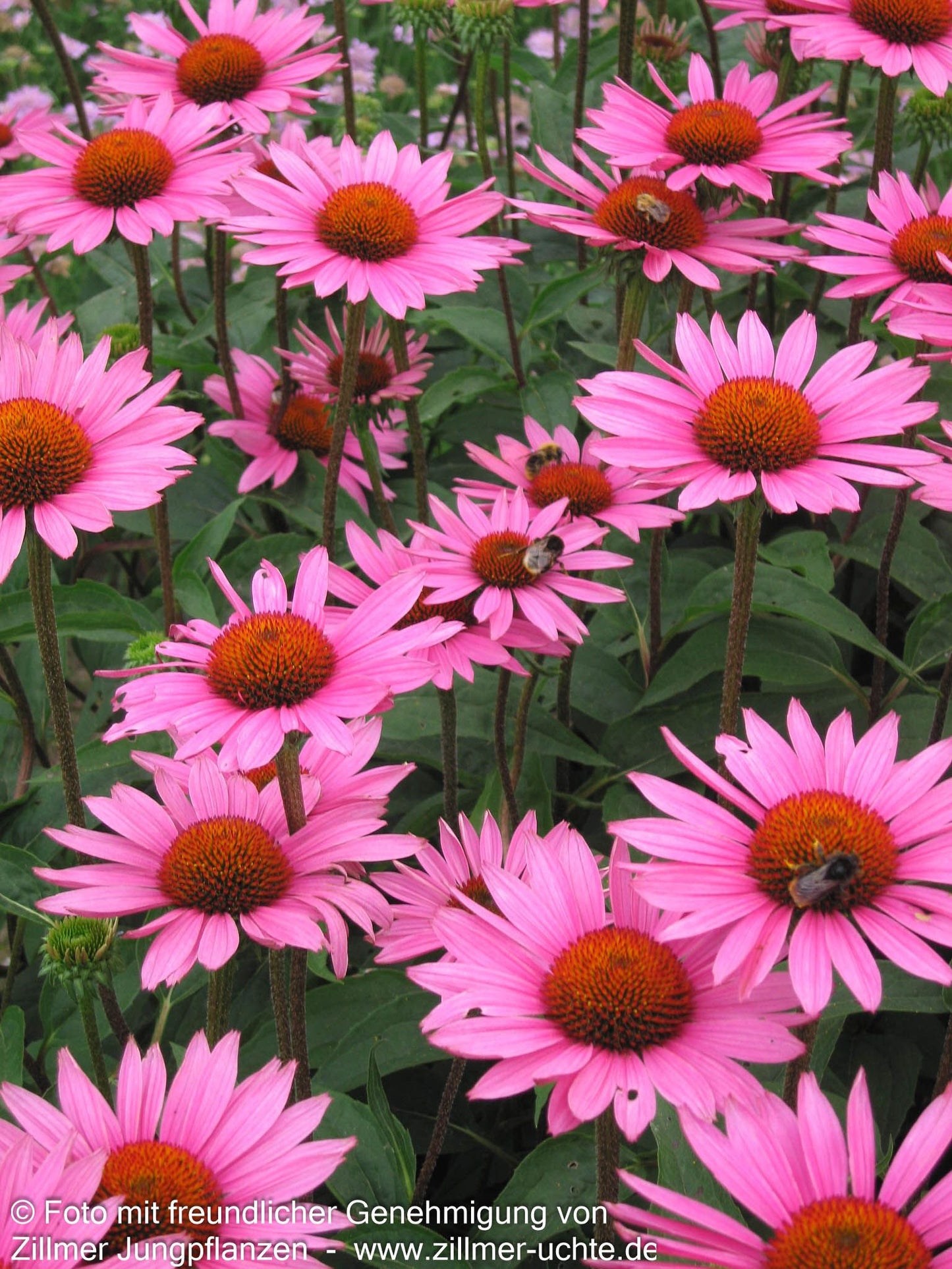 Scheinsonnenhut 'Rubinstern' (Echinacea purpurea)