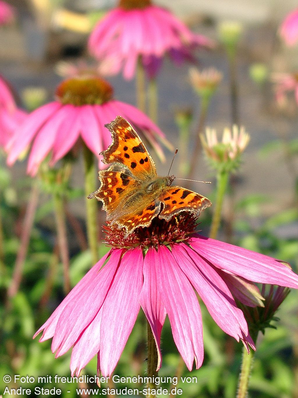 Scheinsonnenhut 'Rubinstern' (Echinacea purpurea)