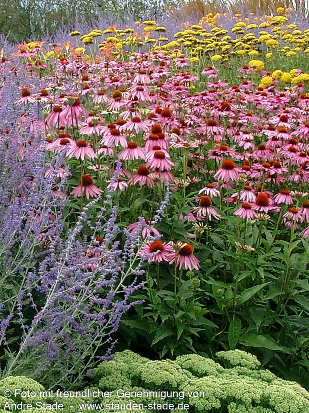 Scheinsonnenhut 'Rubinstern' (Echinacea purpurea)