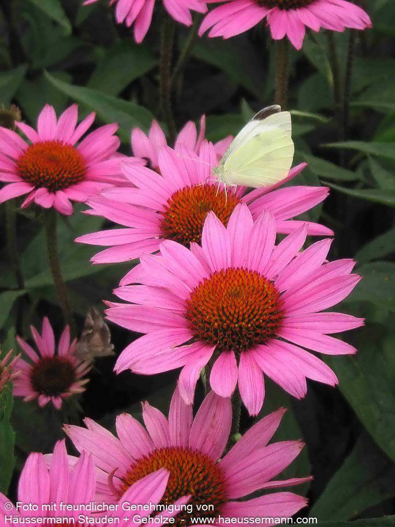 Scheinsonnenhut 'Rubinstern' (Echinacea purpurea)