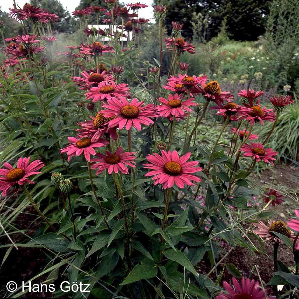 Scheinsonnenhut 'Rubinstern' (Echinacea purpurea)