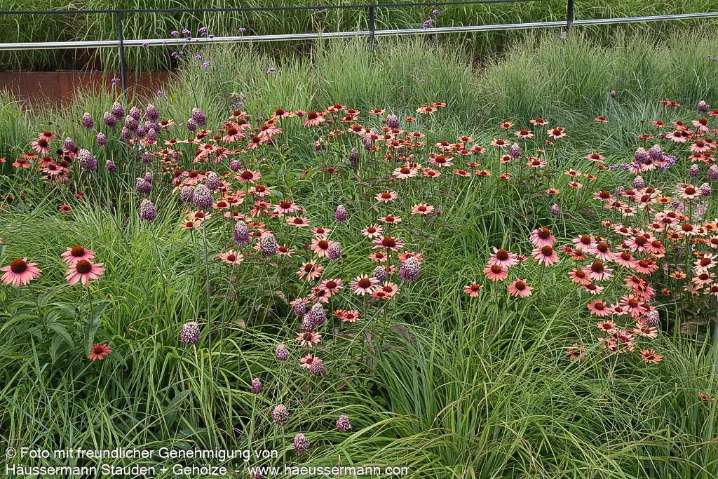 Scheinsonnenhut 'Sundown' (Echinacea purpurea)