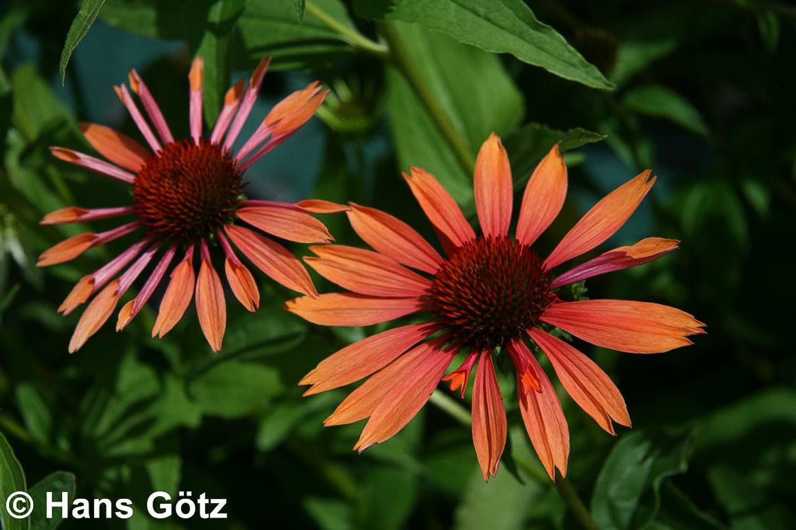Scheinsonnenhut 'Sundown' (Echinacea purpurea)