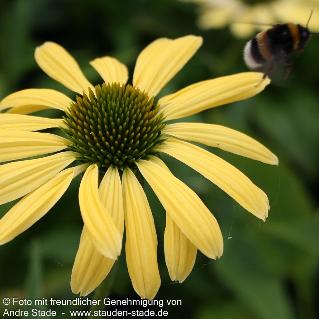 Scheinsonnenhut 'Sunrise' (Echinacea purpurea)