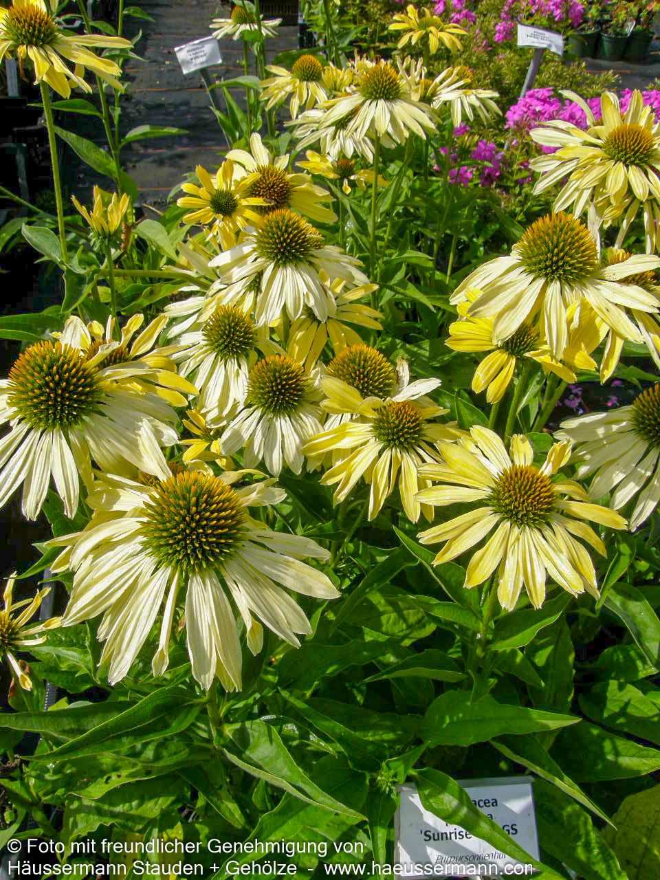 Scheinsonnenhut 'Sunrise' (Echinacea purpurea)