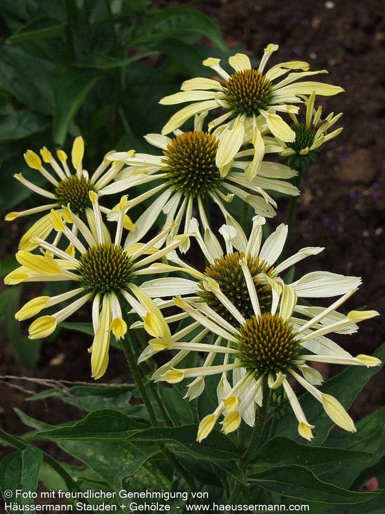 Scheinsonnenhut 'Sunrise' (Echinacea purpurea)
