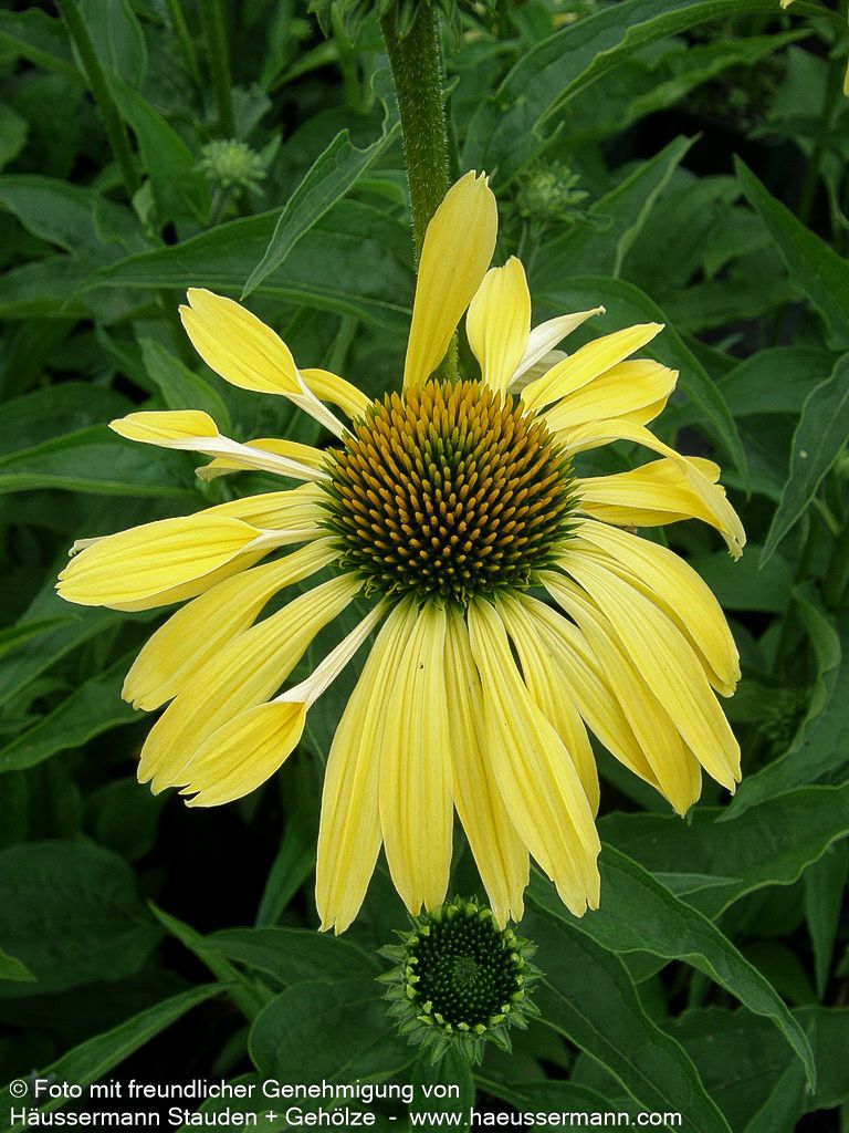 Scheinsonnenhut 'Sunrise' (Echinacea purpurea)