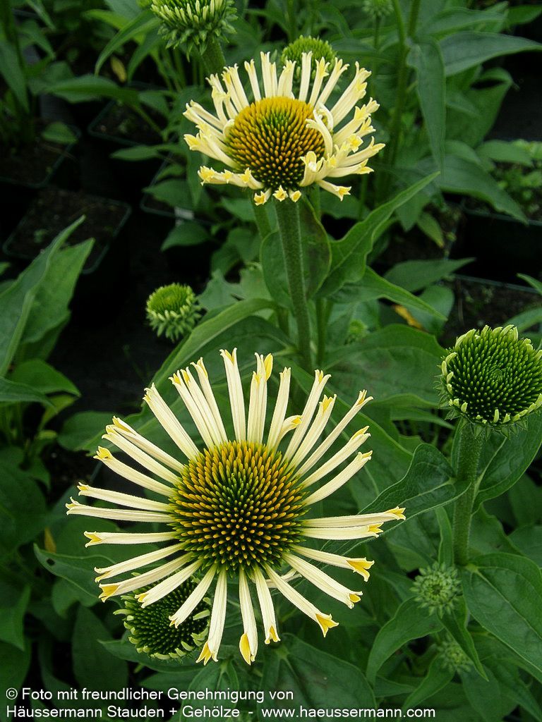Scheinsonnenhut 'Sunrise' (Echinacea purpurea)