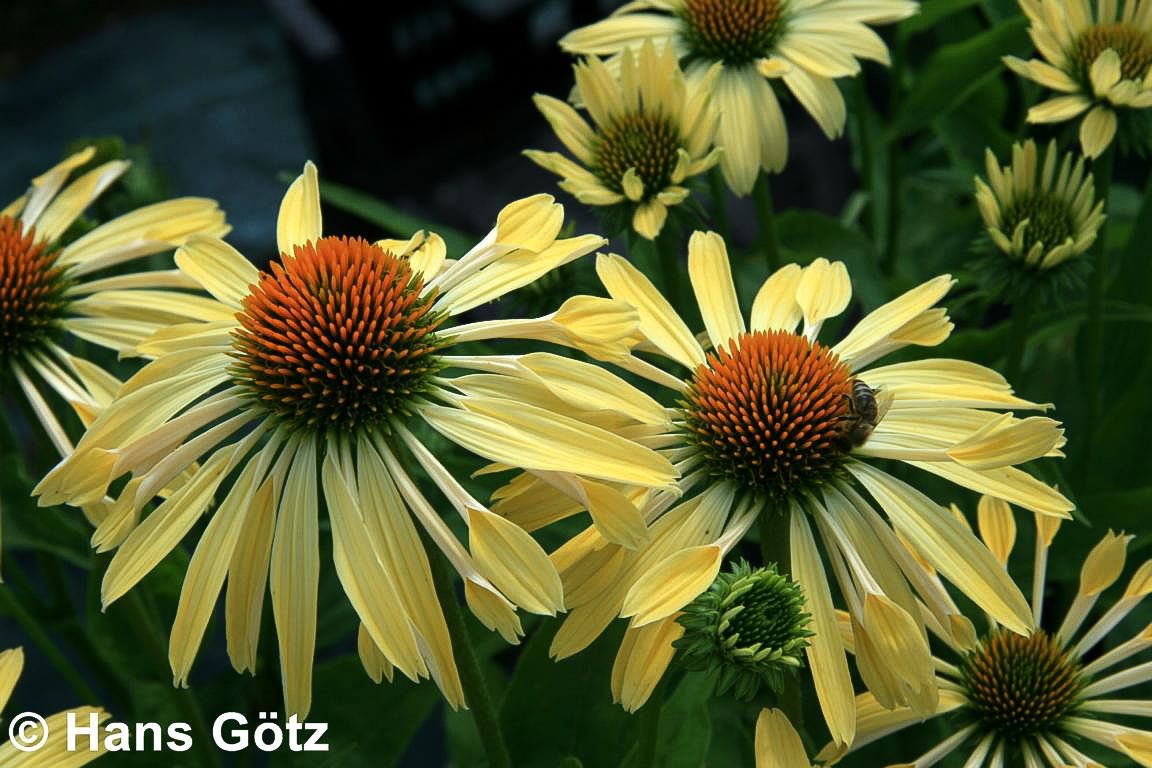 Scheinsonnenhut 'Sunrise' (Echinacea purpurea)