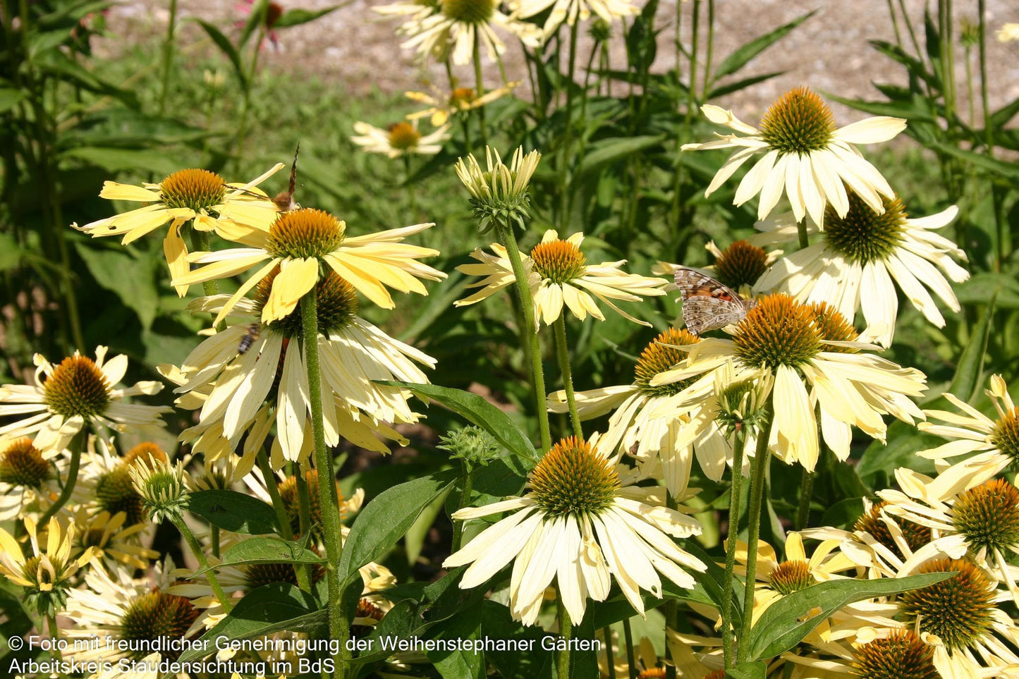 Scheinsonnenhut 'Sunrise' (Echinacea purpurea)