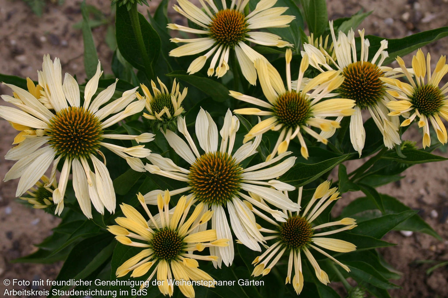 Scheinsonnenhut 'Sunrise' (Echinacea purpurea)