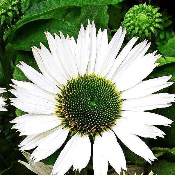 Scheinsonnenhut 'Virgin' (Echinacea purpurea)