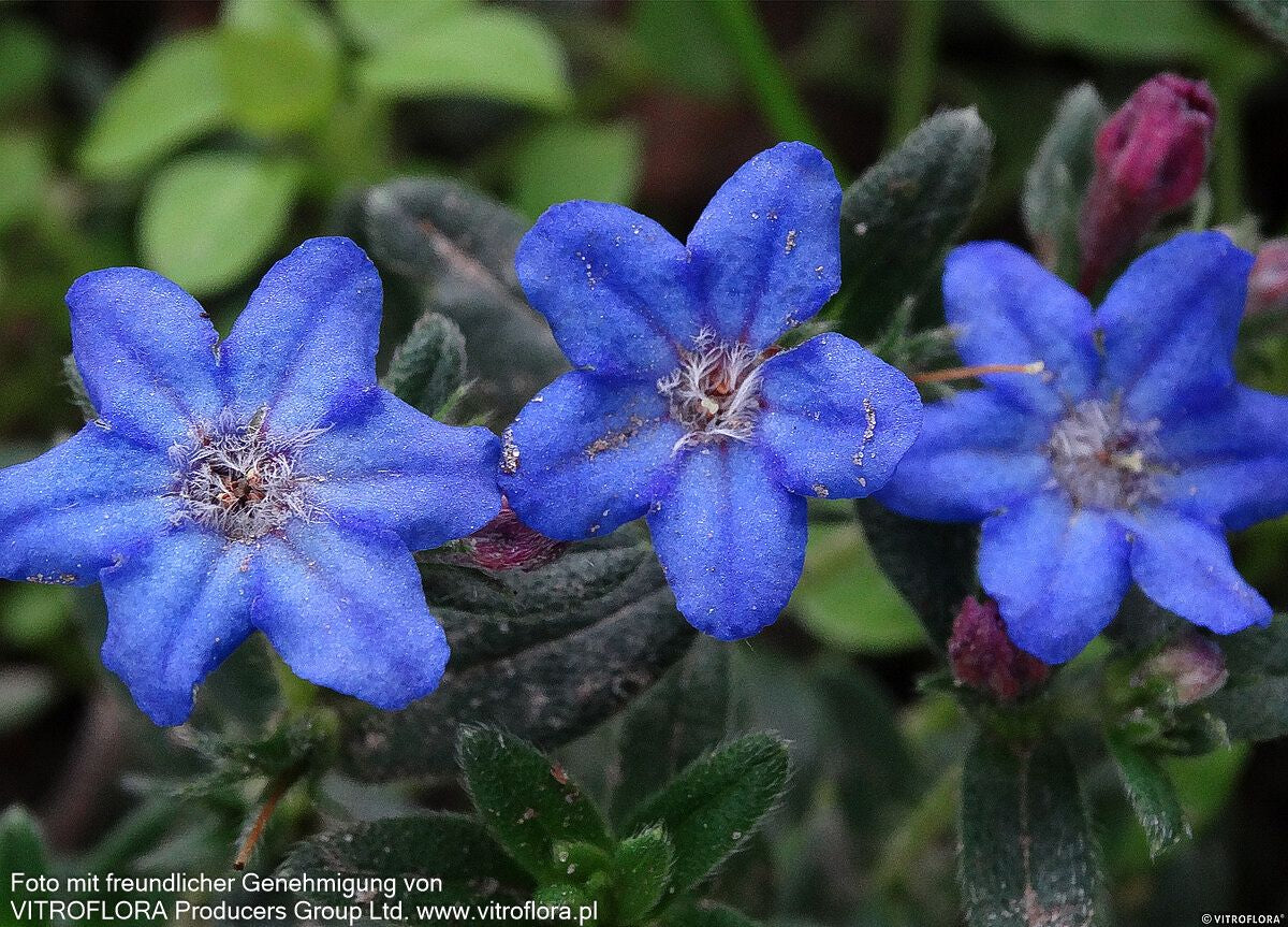 Scheinsteinsame 'Heavenly Blue' (Lithodora diffusa)