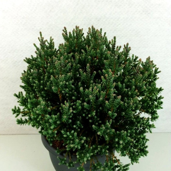 Scheinzypresse 'Blue Rock' (Chamaecyparis thyoides)