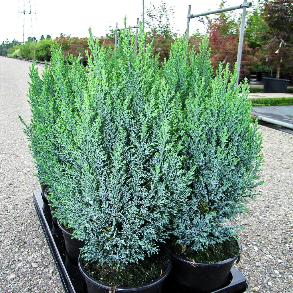 Scheinzypresse 'Ellwoodii' (Chamaecyparis laws.)