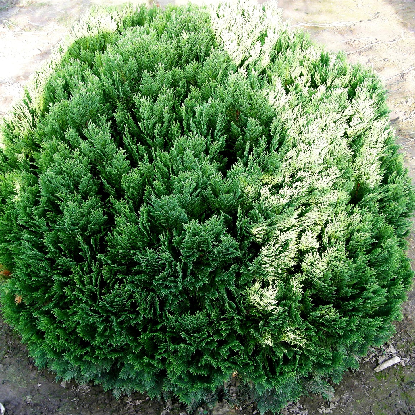 Scheinzypresse 'Minima Glauca' (Chamaecyparis laws.)