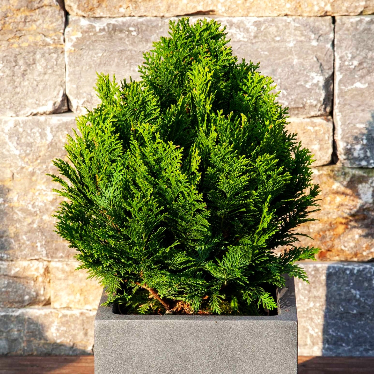 Scheinzypresse 'Minima Glauca' (Chamaecyparis laws.)