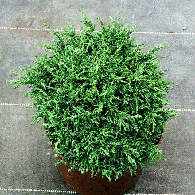 Scheinzypresse 'Tharandtensis Caesia' (Chamaecyparis laws.)