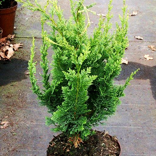 Scheinzypresse 'Wisselii' (Chamaecyparis laws.)