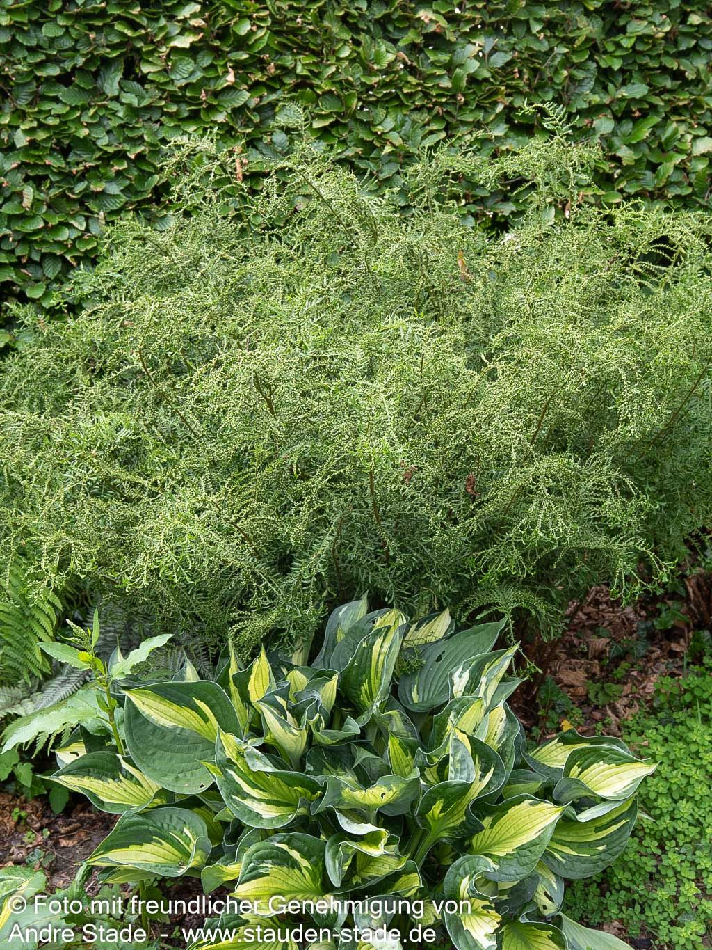Schellenbaumfarn 'Linear.Polydactylon' (Dryopteris filix-mas)