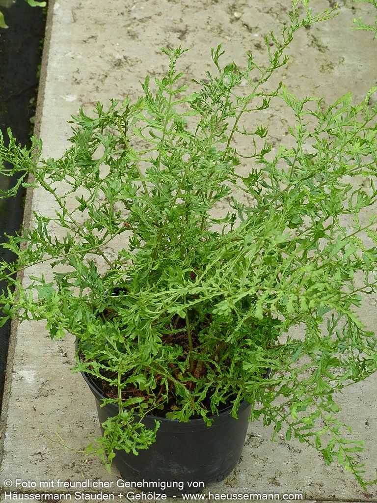 Schellenbaumfarn 'Linear.Polydactylon' (Dryopteris filix-mas)
