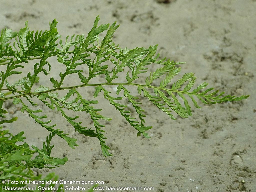 Schellenbaumfarn 'Linear.Polydactylon' (Dryopteris filix-mas)