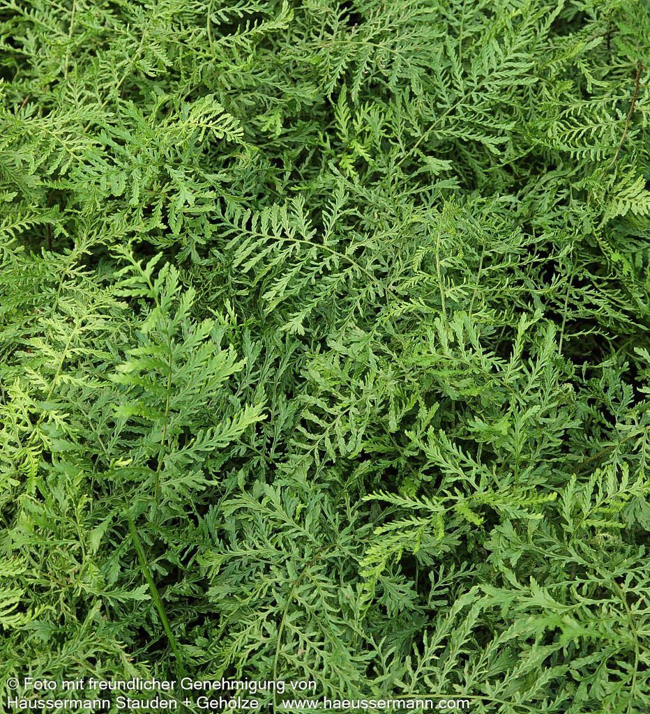 Schellenbaumfarn 'Linear.Polydactylon' (Dryopteris filix-mas)
