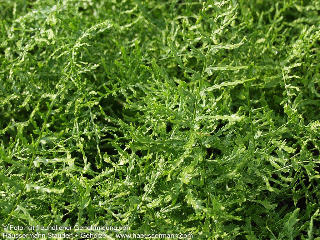 Schellenbaumfarn 'Linear.Polydactylon' (Dryopteris filix-mas)