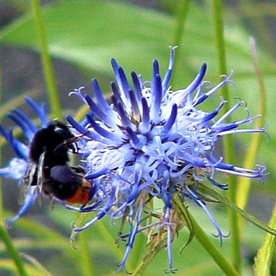 Scheuchzers Teufelskralle (Phyteuma scheuchzeri)