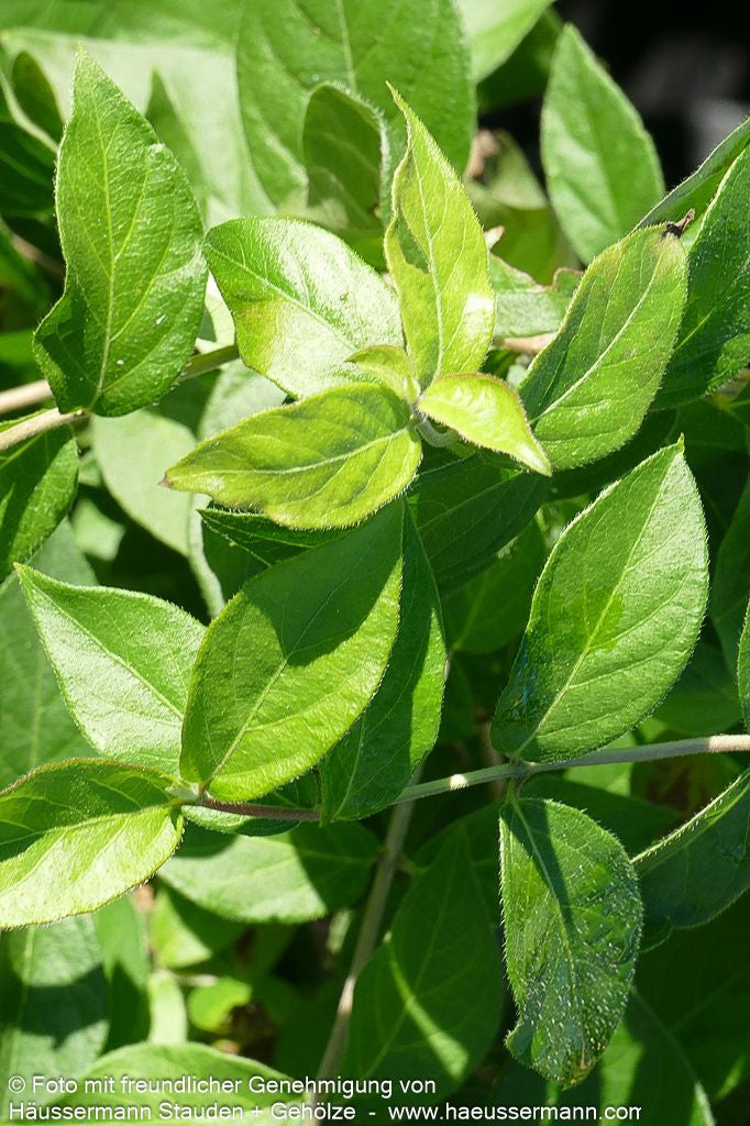 Schirm-Heckenkirsche (Lonicera maackii)