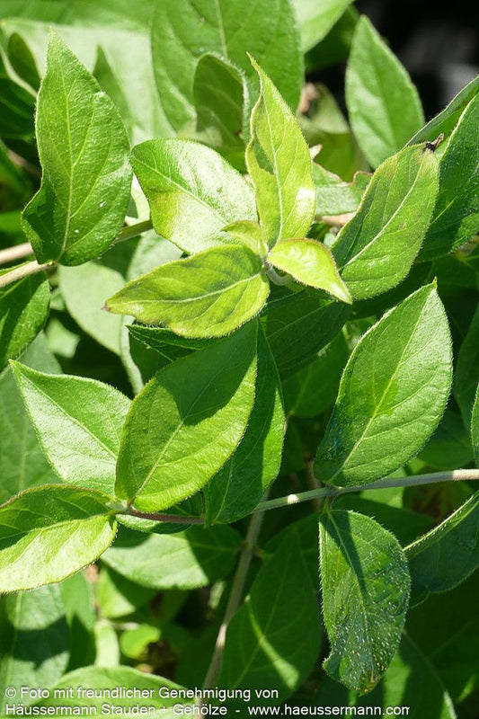 Schirm-Heckenkirsche (Lonicera maackii)