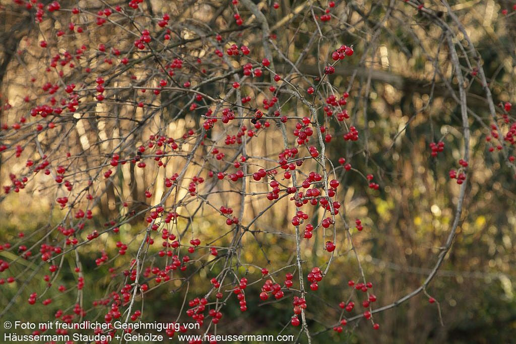 Schirm-Heckenkirsche (Lonicera maackii)