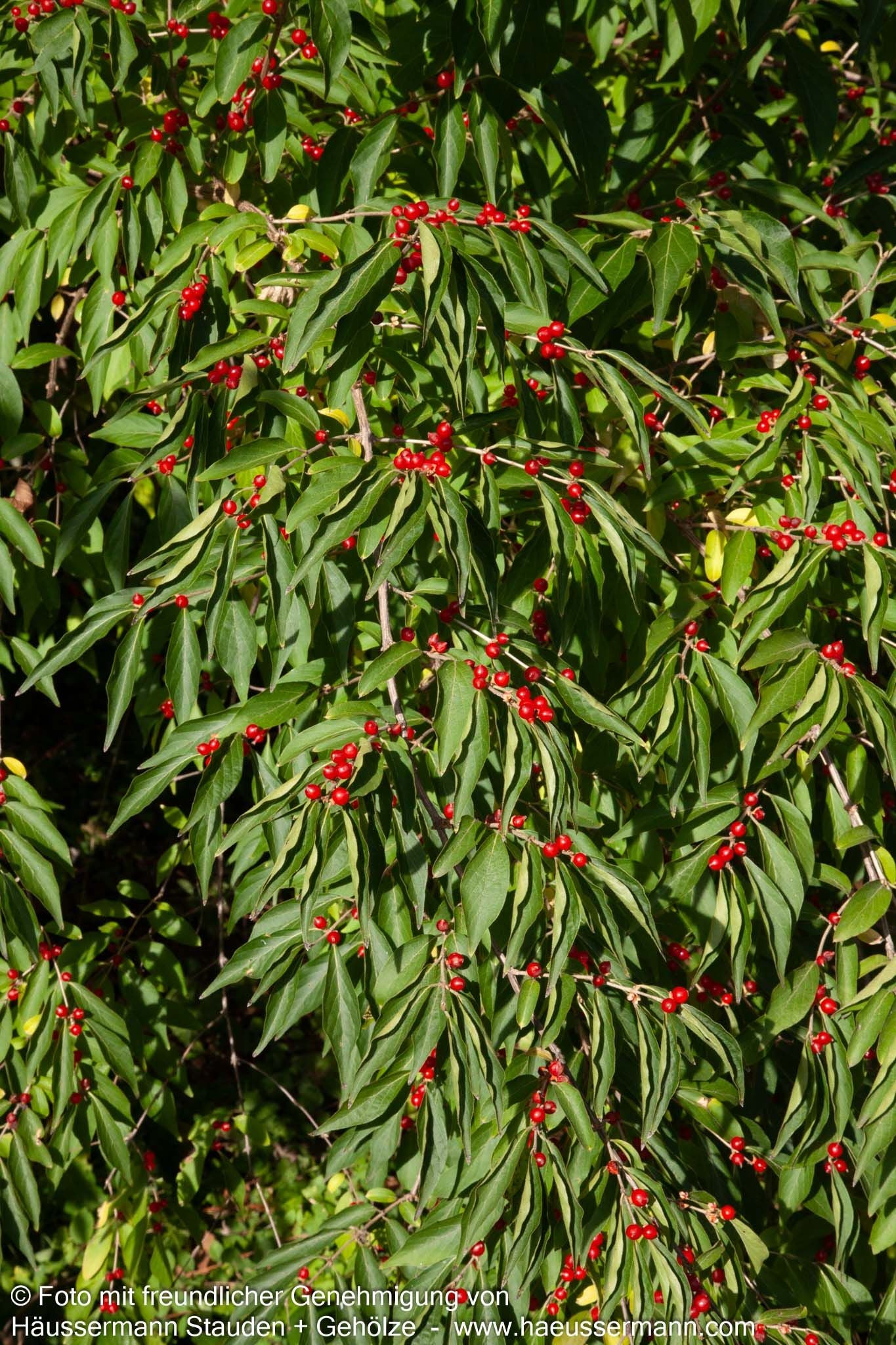 Schirm-Heckenkirsche (Lonicera maackii)