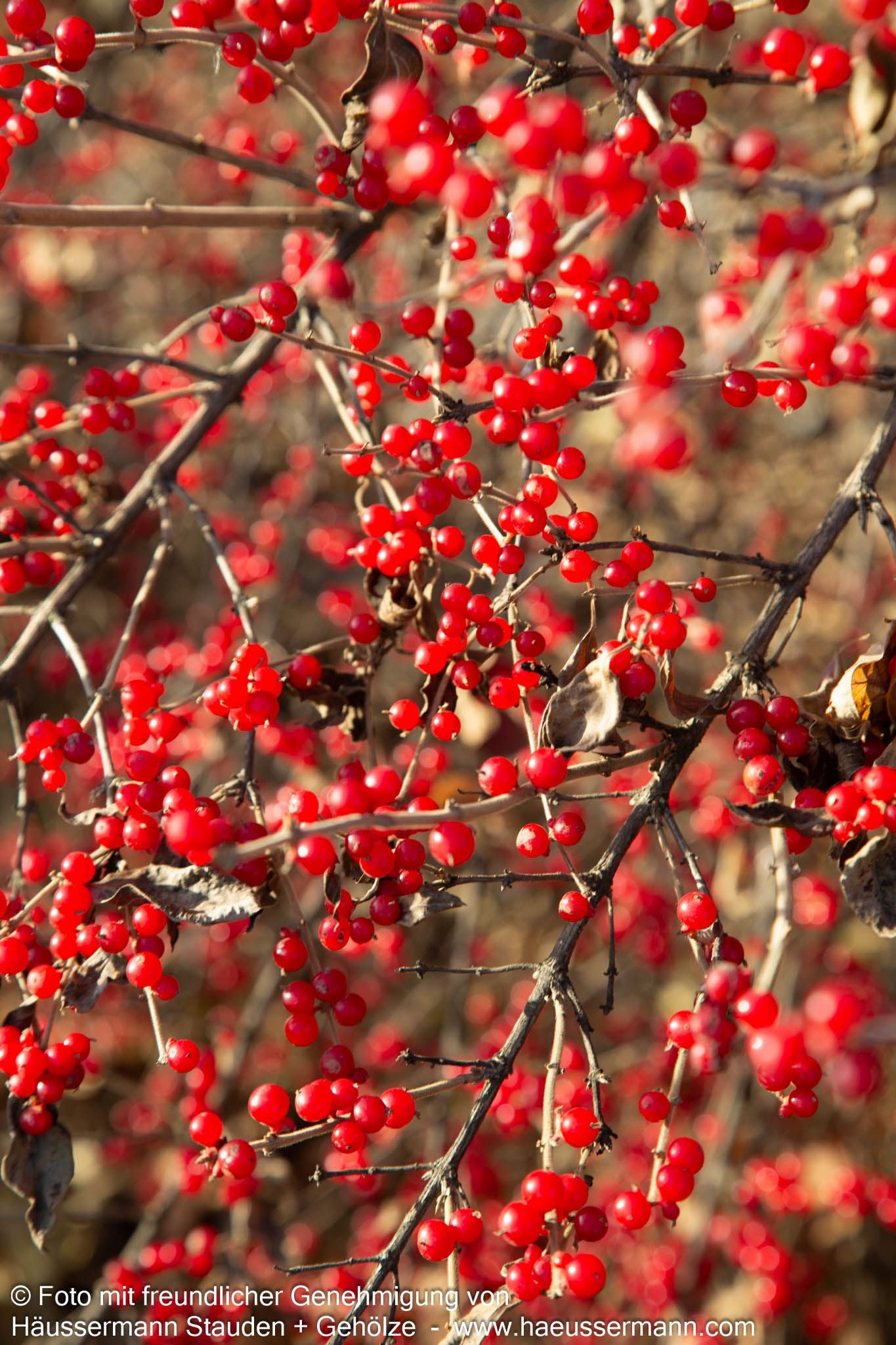 Schirm-Heckenkirsche (Lonicera maackii)