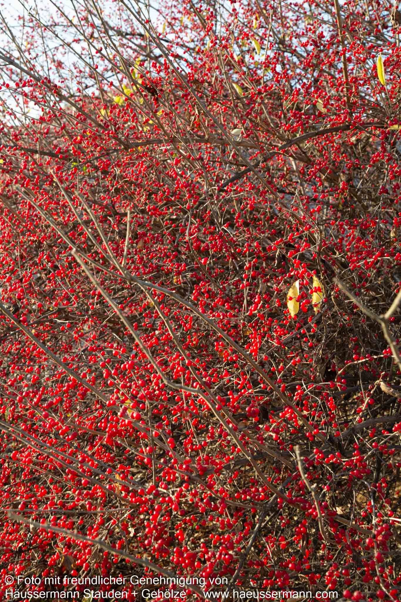 Schirm-Heckenkirsche (Lonicera maackii)