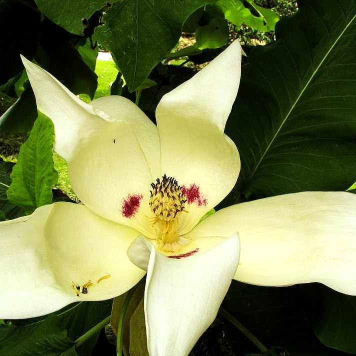 Schirm-Magnolie (Magnolia tripetala)