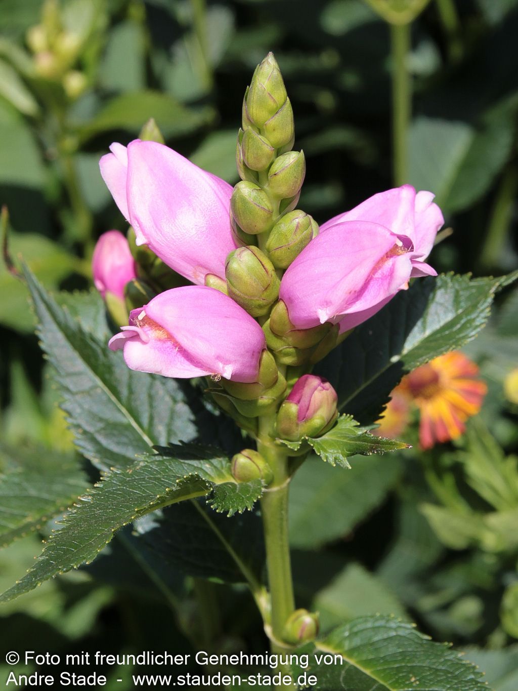 Schlangenkopf (Chelone obliqua)