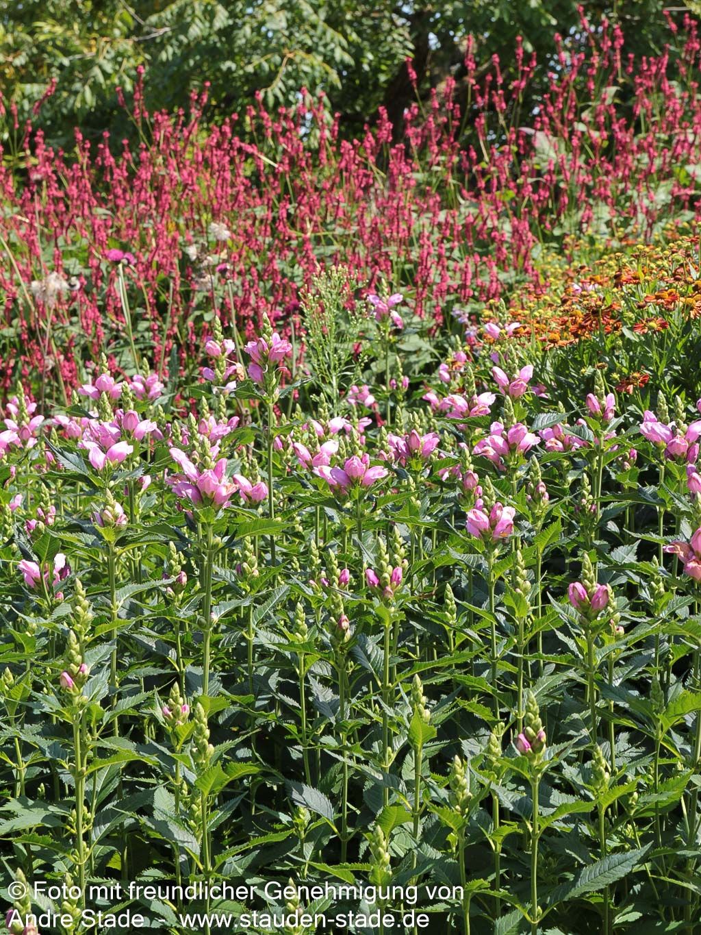 Schlangenkopf (Chelone obliqua)